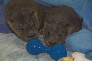 Gribun, the otter cub with friend