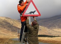 Putting up otter crossing road sign Kinloch, Isle of Mull