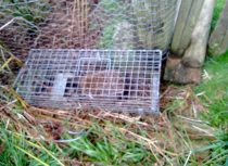 Hedgehog in trap
