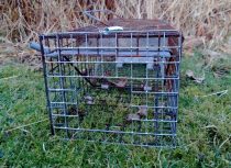 Mink trap with otter guard