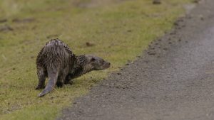 Otter crossing the road