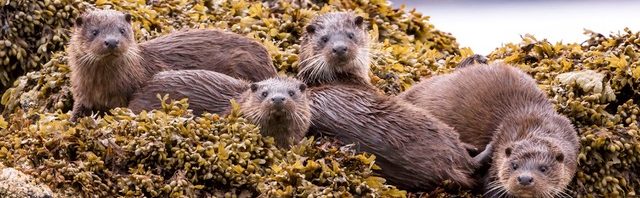 Family of Eurasian Otters