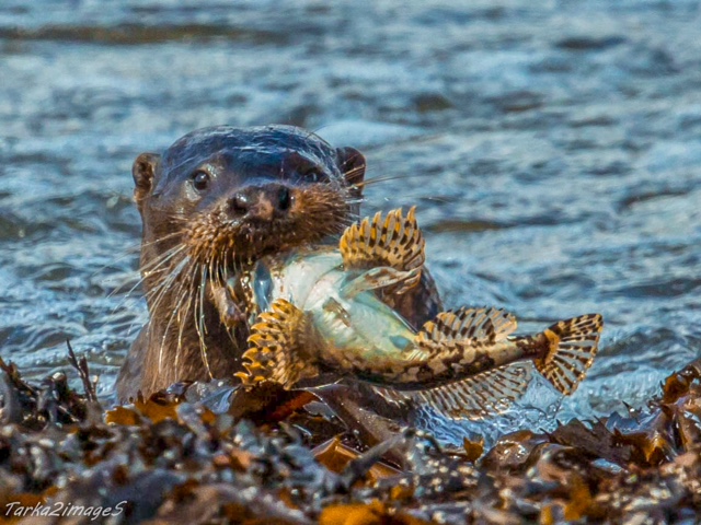 Eurasian otter eating fish