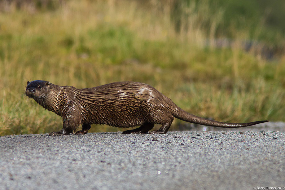 Otter crossing road